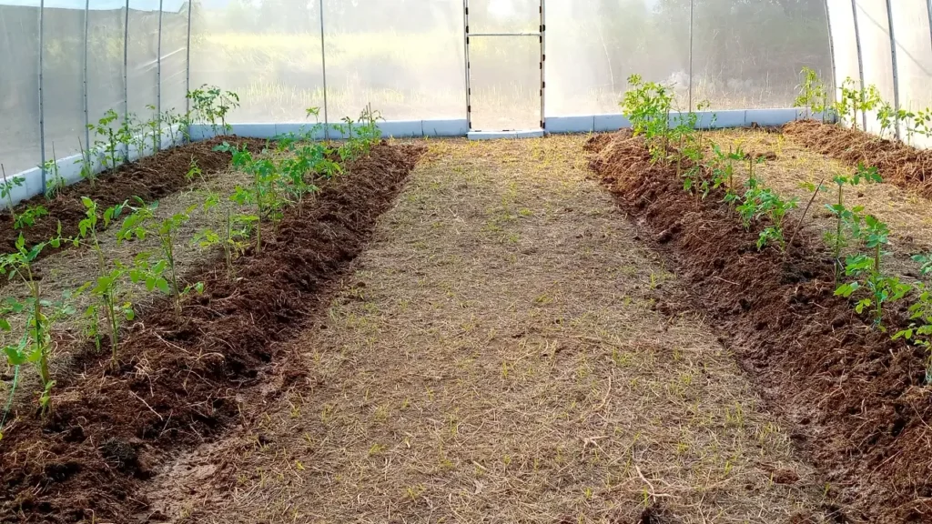 img-news-pt-kyokuyo-industrial-indonesia-launches-green-house-program-4